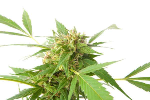 Man Guilty of Guarding 950 Marijuana Plants